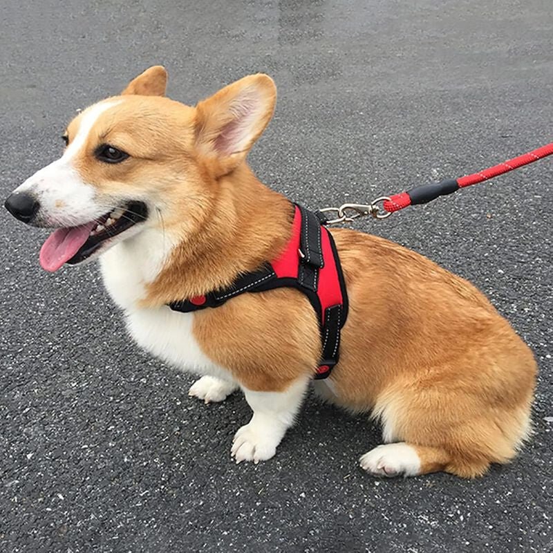 Rotes Hundegeschirr - Verstellbar, Robust und Bequem